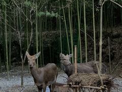 -鹿院坪生态旅游景区