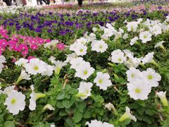 -深圳仙湖植物园