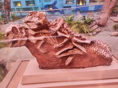 -陕西自然博物馆