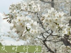 -顾村公园