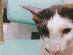 -猫色咖啡·猫咖
