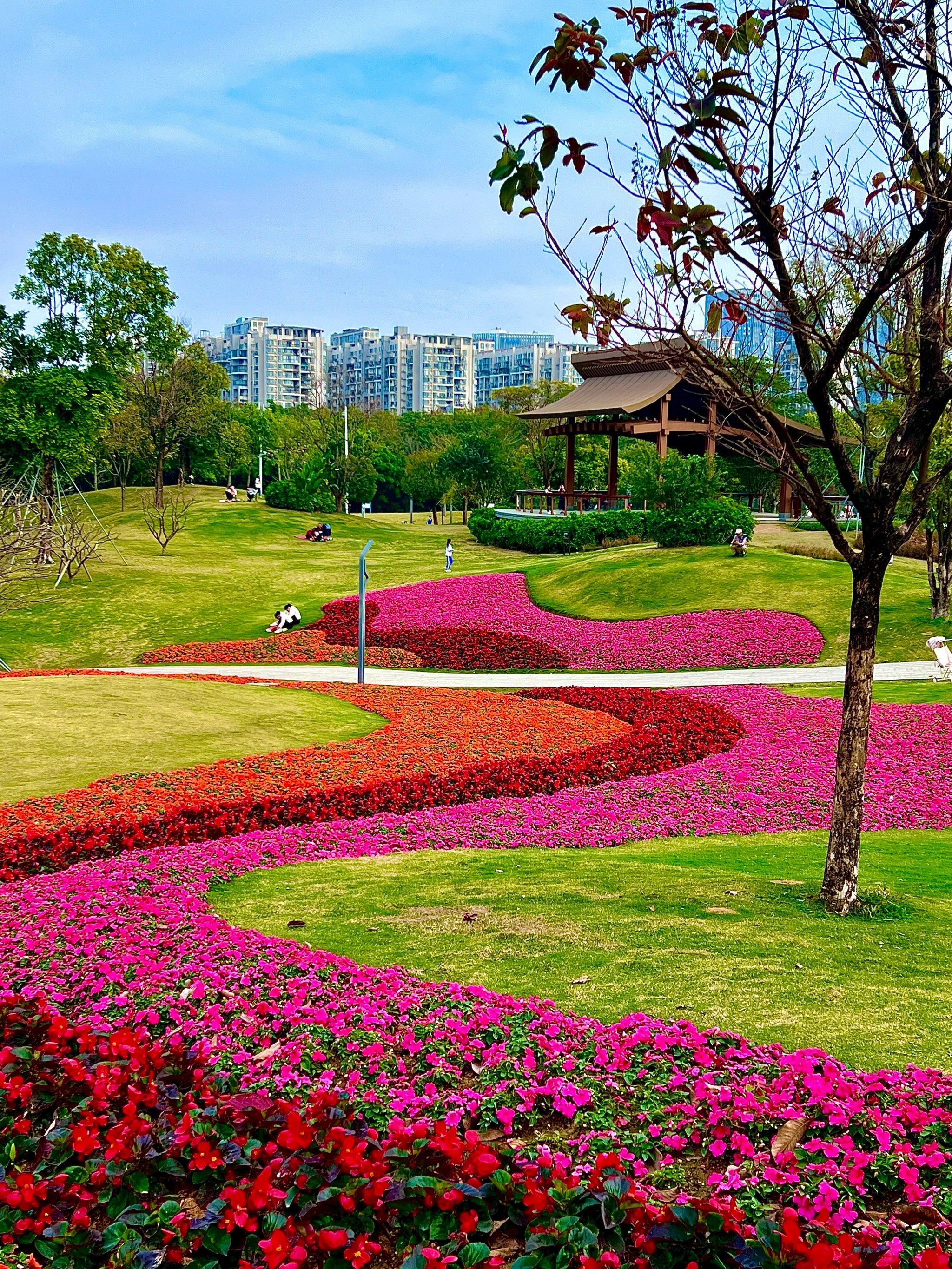 误入莫奈花园,前海变花海,一整个被浪漫住了