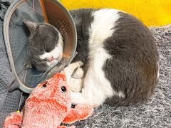 -宠物星动物医院·眼科·异宠·猫科(江南大道总院)