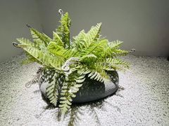 -朴境采耳·足道按摩(科学大道旗舰店)