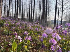 -绍兴镜湖国家城市湿地公园