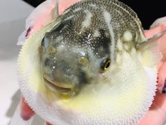-肆月河豚·新淮扬(金融街店)