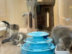 -momokira米努特·德文卷毛猫·棉花面纱犬