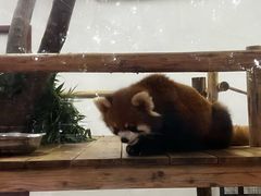 -呀诺达热带雨林