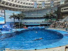 -海合安成都极地海洋公园