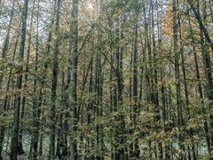 -桤木河湿地公园