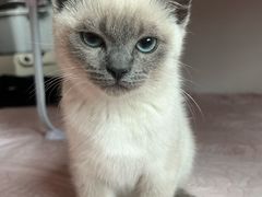 -瑞鹏宠物医院(大运分院)