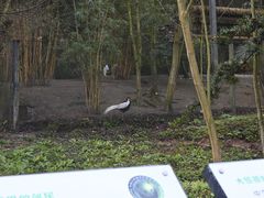-都江堰中华大熊猫苑