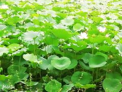 -鹅湖玫瑰文化园