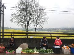 -稻香村鱼庄