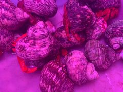 -华声天桥民俗文化园