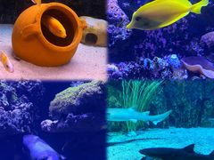 -太平洋海底世界