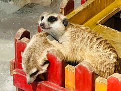 -绿色星球动物主题公园