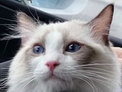 -翊宠yipet猫狗购宠庄园犬舍•猫舍