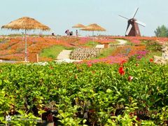 美丽的景区-北纬44度·金珠花海休闲农业旅游景区