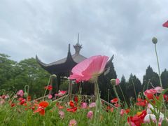 -上海滨江森林公园