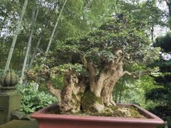 -南山植物园