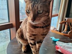 -蓝鲸·缅因猫舍