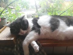 -海边的猫和咖啡馆