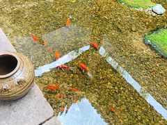 -几荷·恰似故人来(秀水广场店)