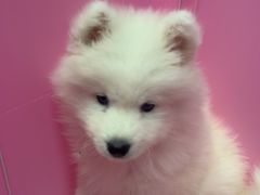 -翊宠yipet猫狗购宠庄园犬舍•猫舍