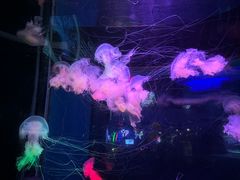 -太平洋海底世界