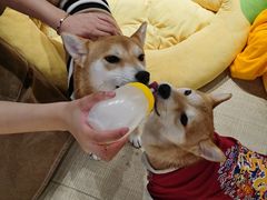 -逗柴咖啡屋·狗咖猫咖宠物桌游