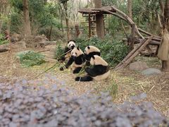 -成都大熊猫繁育研究基地