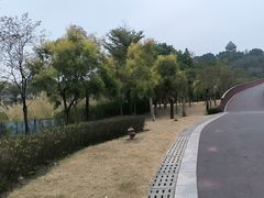 -王借岗森林公园