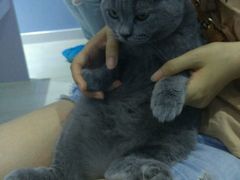 -喵的天空名猫咖啡馆·撸猫·猫舍·用品