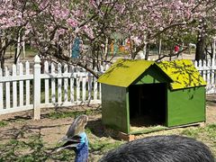 -哈尔滨北方森林动物园