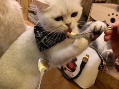 -猫色咖啡·猫咖