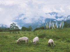 -硗碛藏寨·神木垒景区