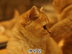 -袖虎·猫馆(体育西路店)