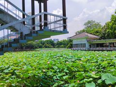 -荔湾湖公园