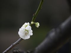 -莘庄梅园
