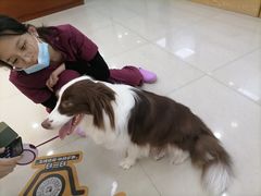 -艾贝尔宠物诊疗