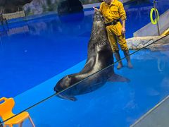 -芜湖新华联大白鲸海洋公园