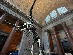 -美国自然历史博物馆