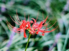 -台州府城(东湖)