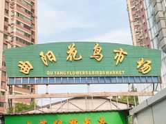 -曲阳花鸟市场(曲阳路店)