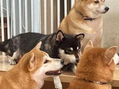 -是阿柴呀！柴犬咖啡·爱喵喵猫咖