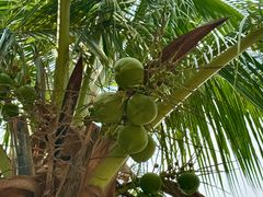 -亚龙湾国际玫瑰谷