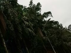 -龙头寺公园