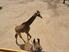 -西霞口神雕山野生动物世界