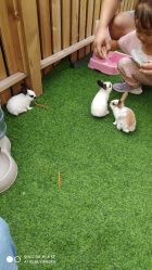 -萌宠亲子动物乐园(槐房万达店)